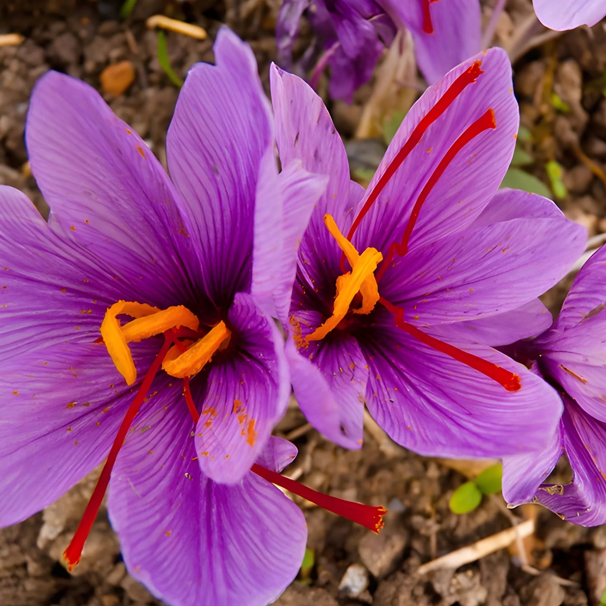 Premium Saffron Bulbs