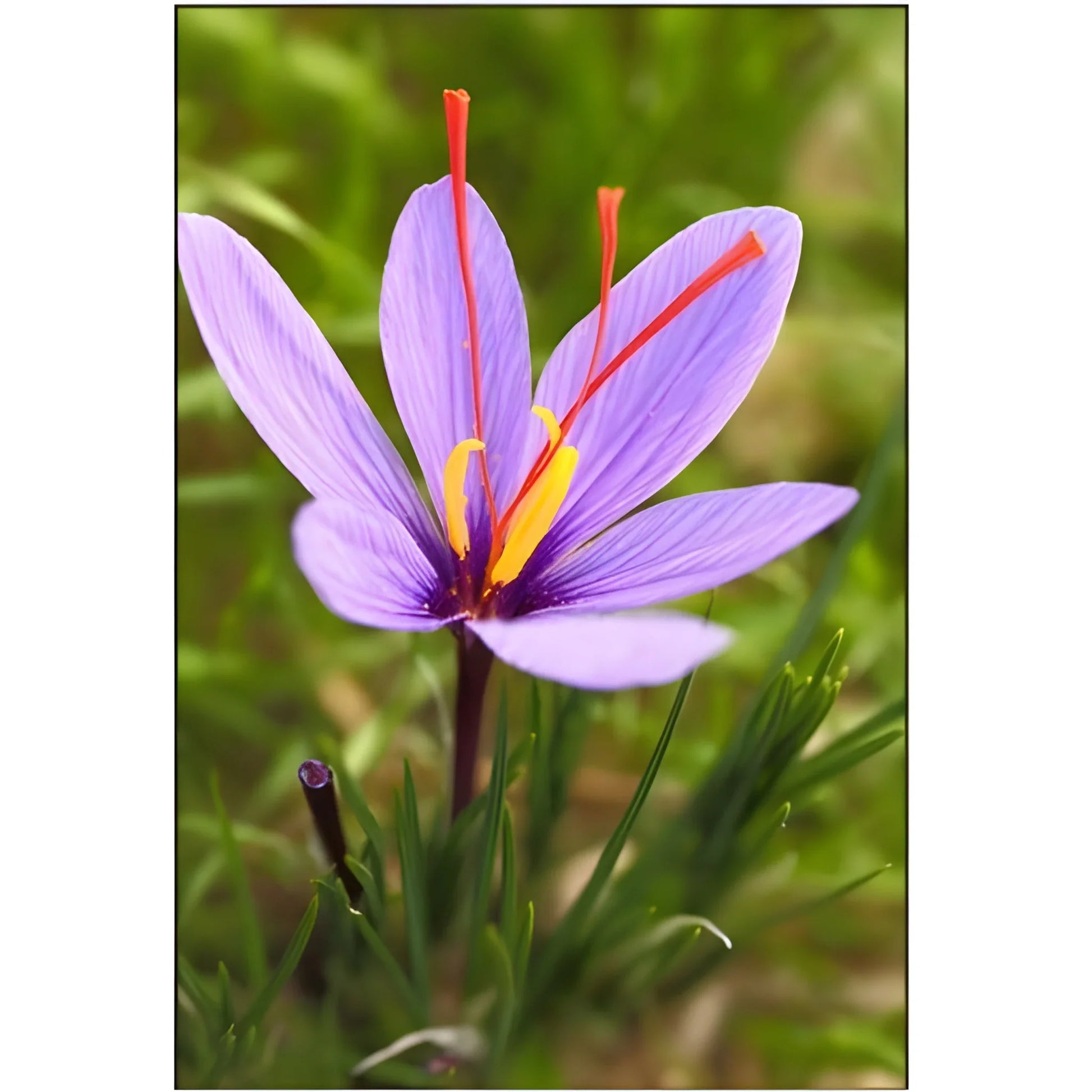 Premium Saffron Bulbs