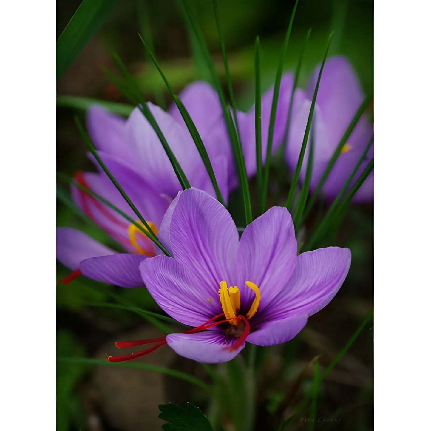 Premium Saffron Bulbs