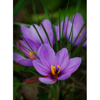Premium Saffron Bulbs