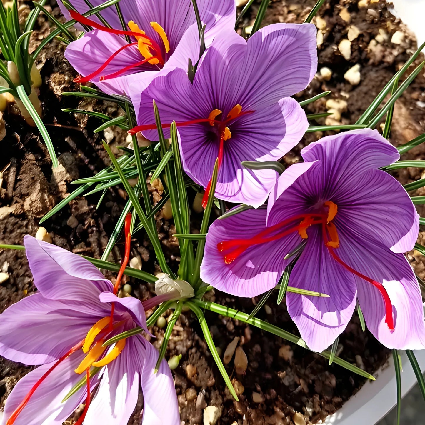 Premium Saffron Bulbs