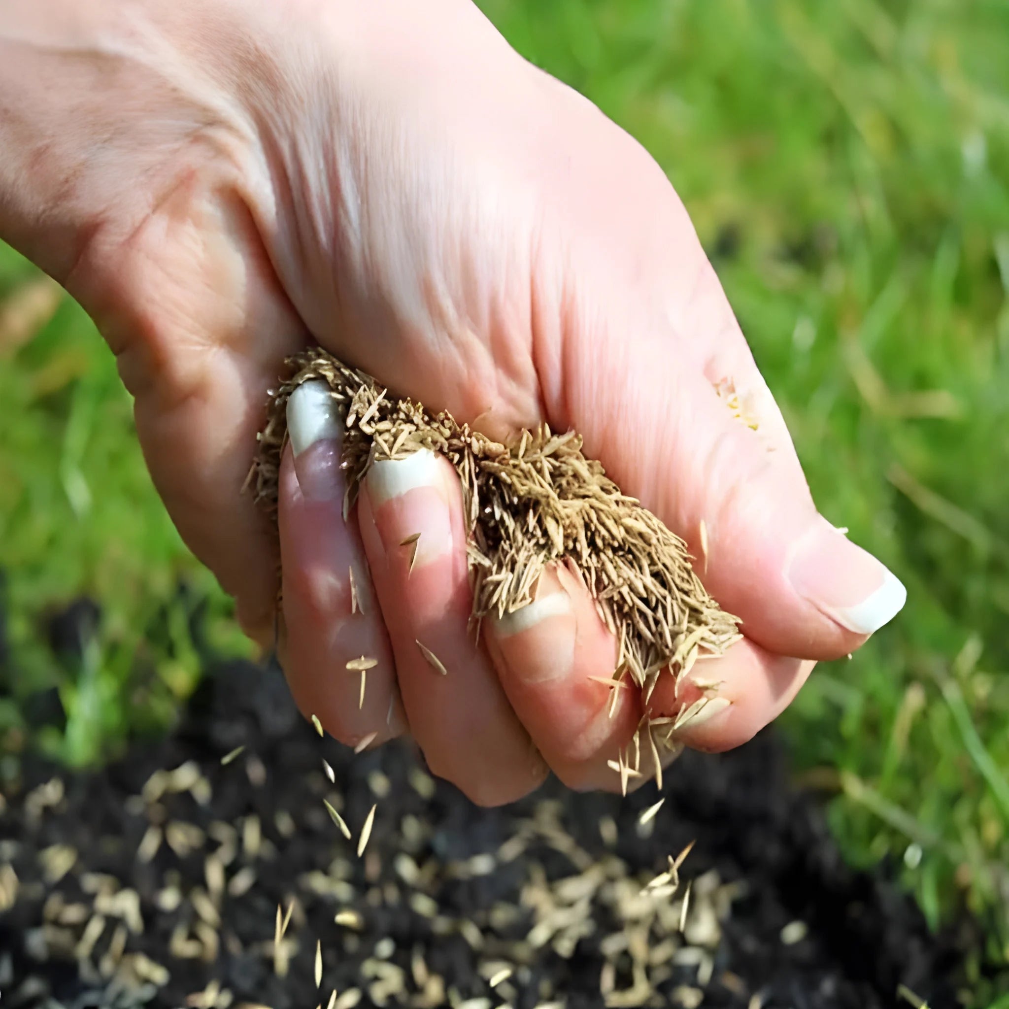 Fast Growing Hybrid Grass Seeds