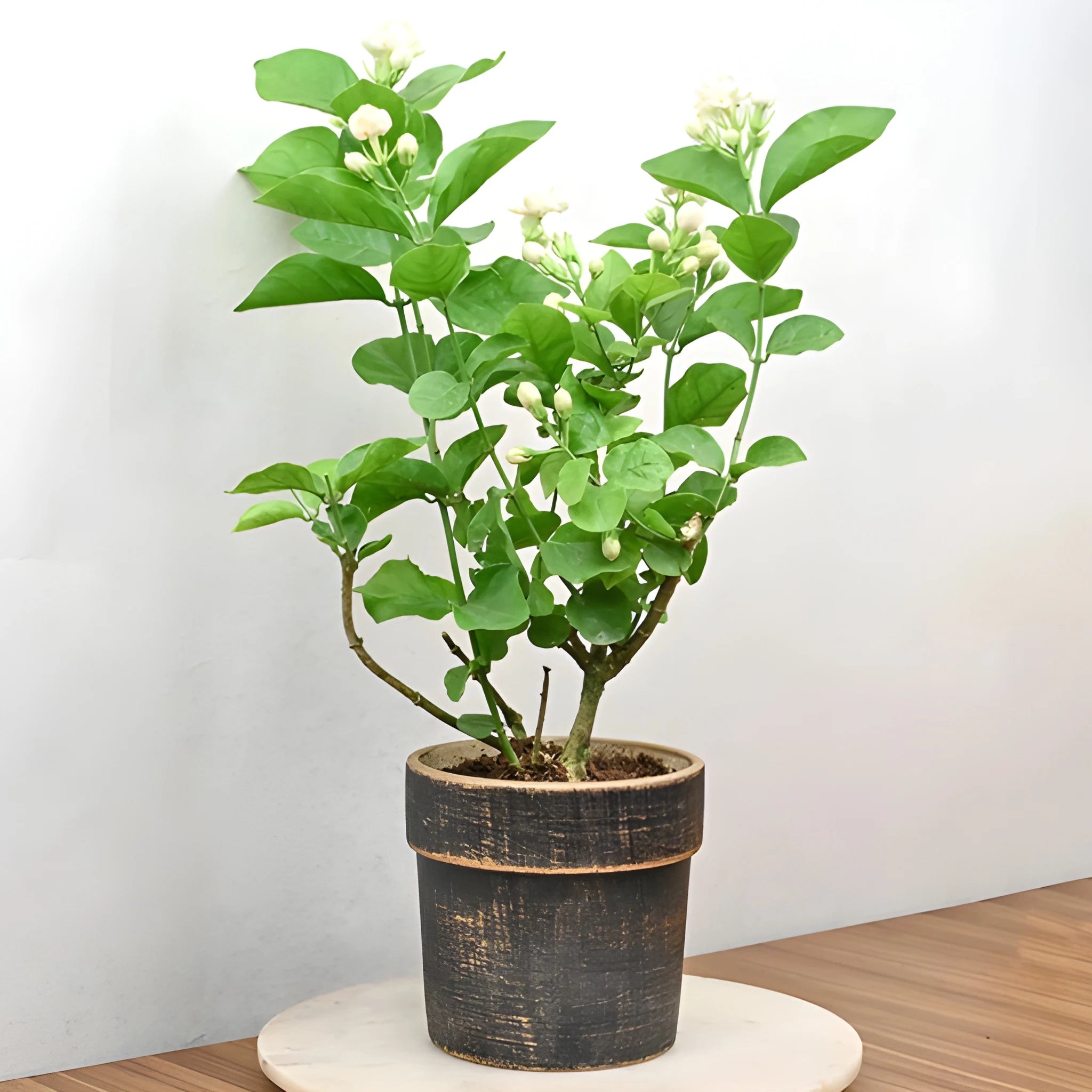 Double Jasmine Flower Seeds