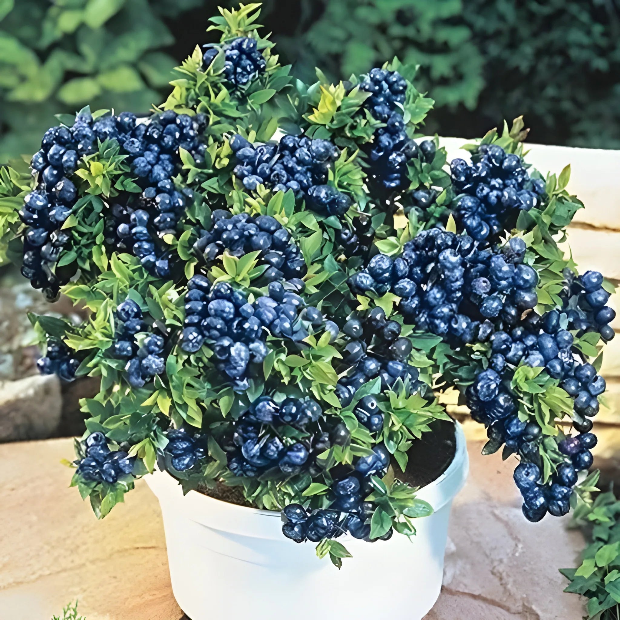 Giant Blueberry Superfood Seeds