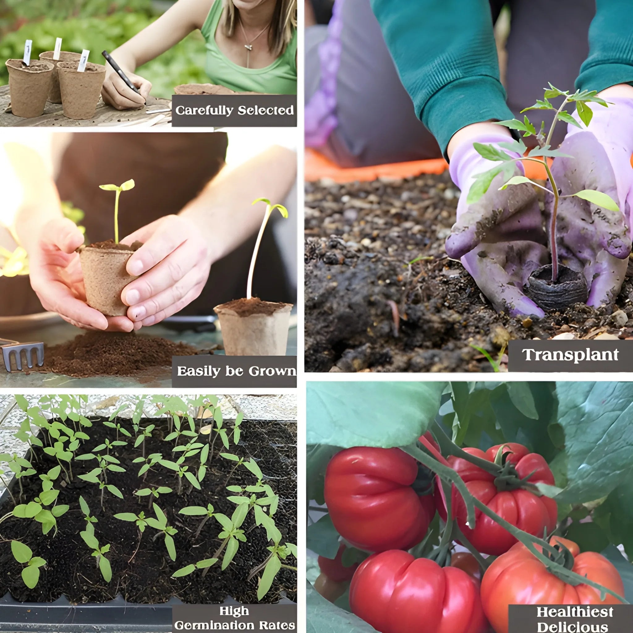 Cascading Tomato Vine Seeds