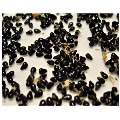 Rainbow Dragon Fruit Seeds