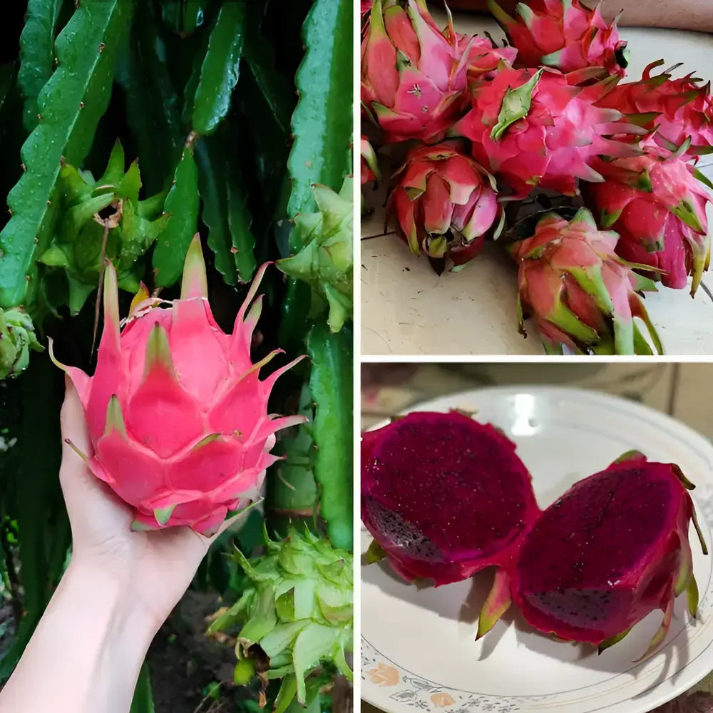 Rainbow Dragon Fruit Seeds