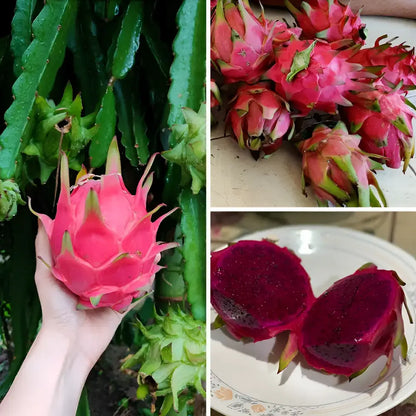 Rainbow Dragon Fruit Seeds