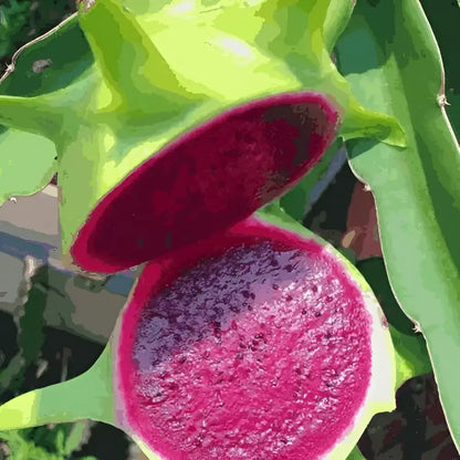 Rainbow Dragon Fruit Seeds