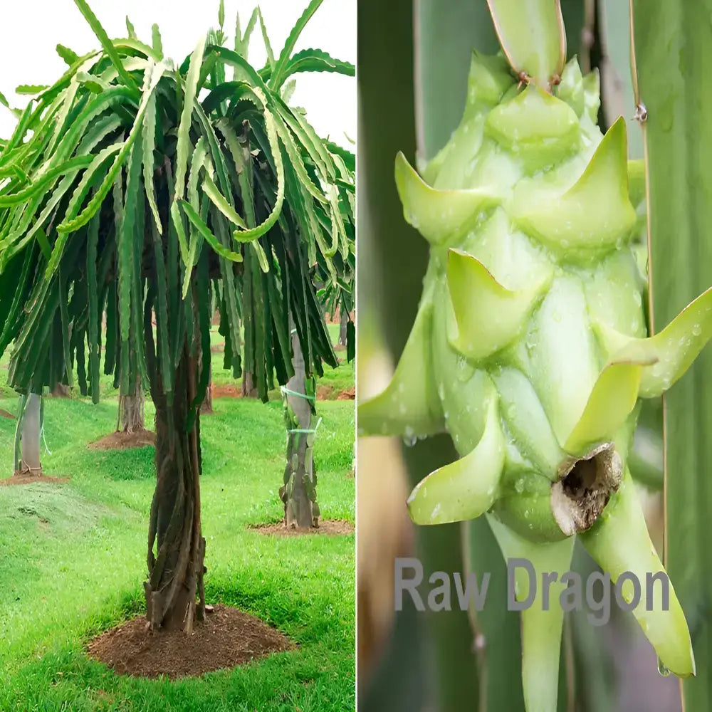 Rainbow Dragon Fruit Seeds