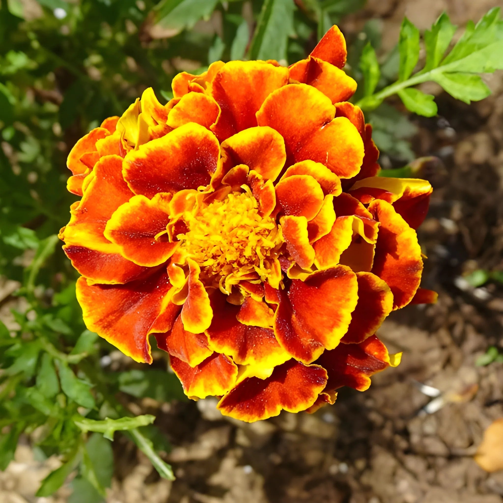 Vibrant French Marigold Seeds