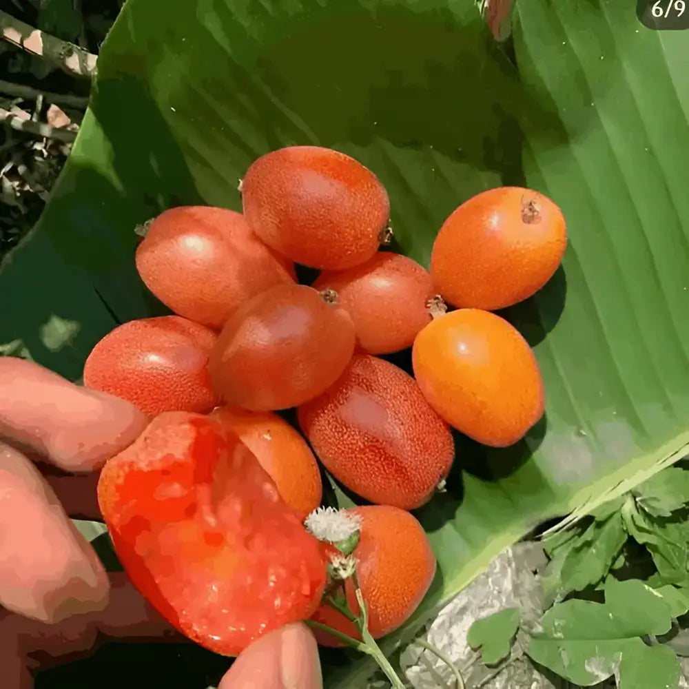 Sacred Buddha Lantern Seeds