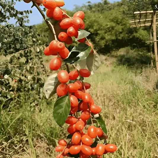 Sacred Buddha Lantern Seeds