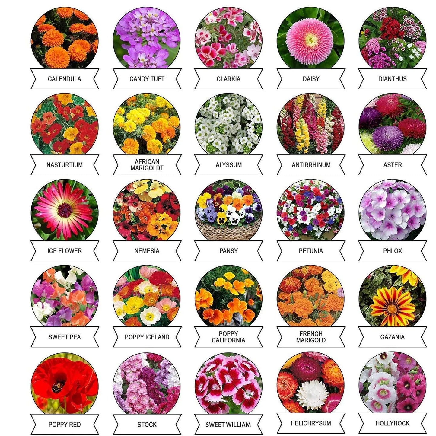 Seeds 20 Varieties Of Flower Combo (1 Pkt Varieties) - Garden