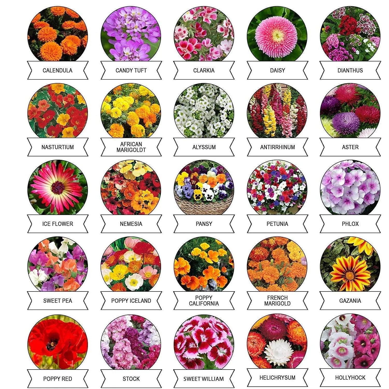Seeds 20 Varieties Of Flower Combo (1 Pkt Varieties) - Garden