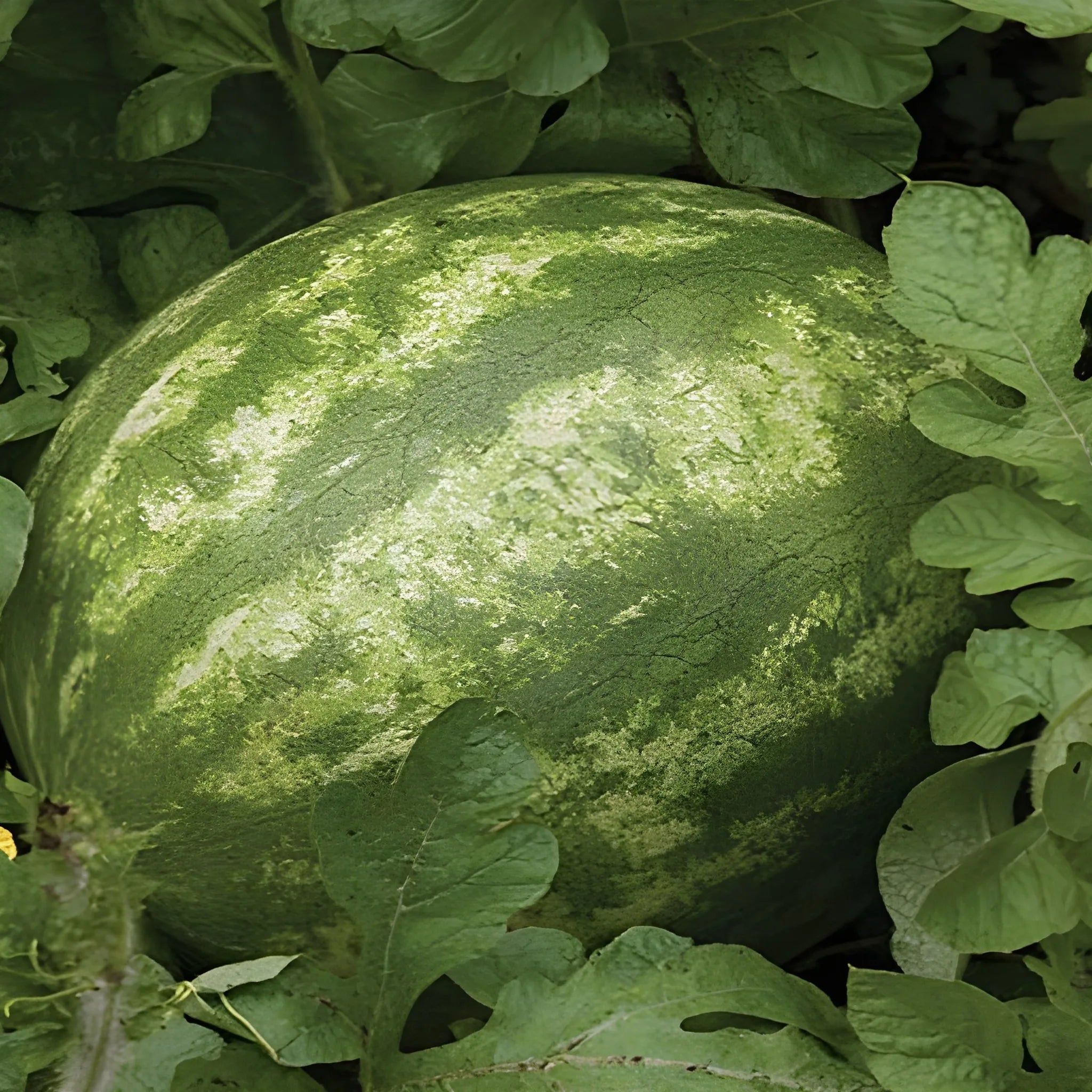 Juicy Ruby Watermelon Seeds