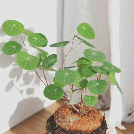 Stephania Erecta Plant plant