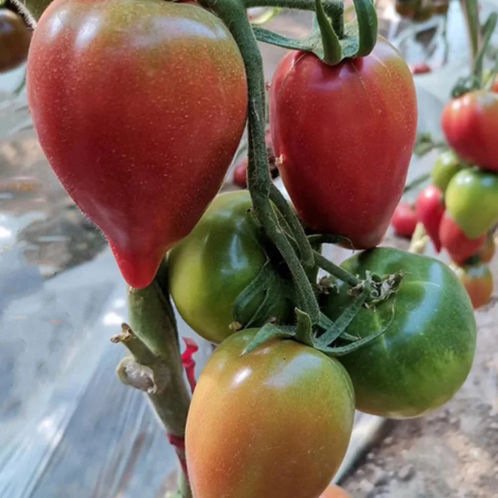 Sweet Mango Honey Tomatoes