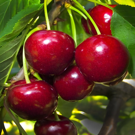 Sweet Rainier Cherry Seeds