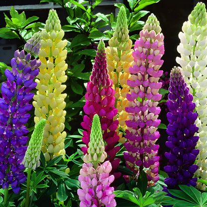 Tall Lupine Flower Seeds