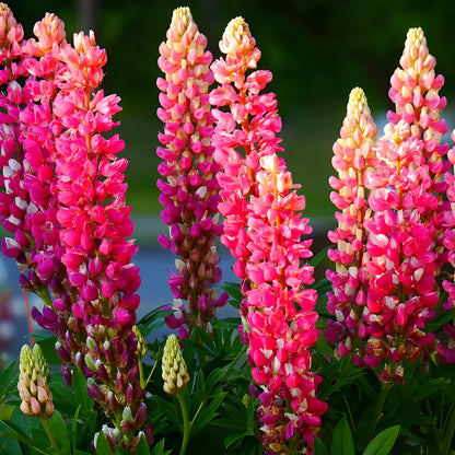 Tall Lupine Flower Seeds