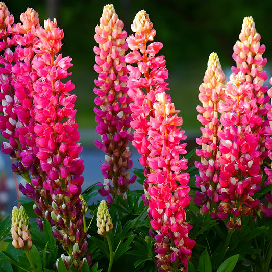 Tall Lupine Flower Seeds