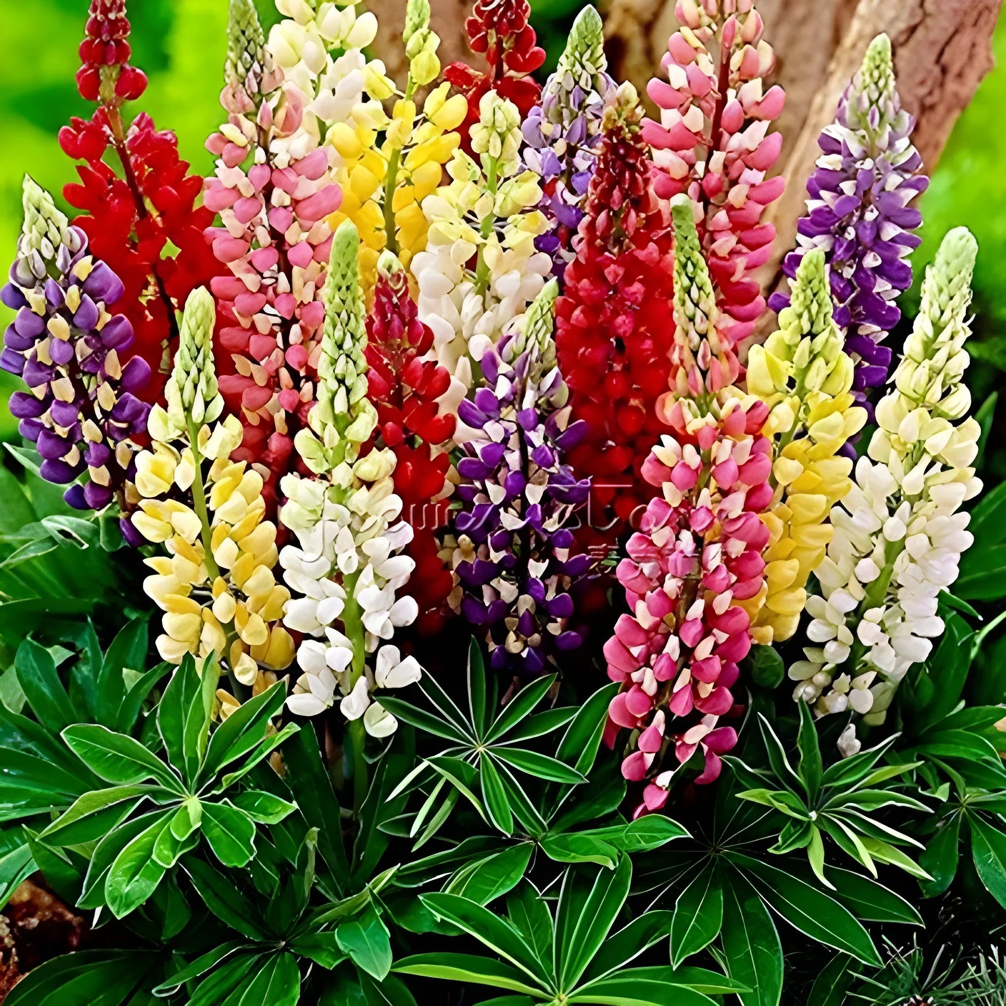 Tall Lupine Flower Seeds