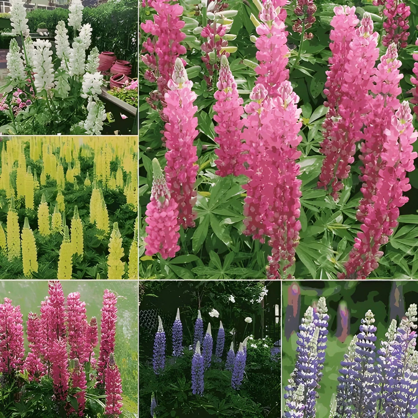 Tall Lupine Flower Seeds