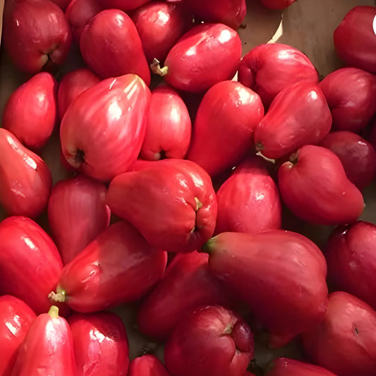 Thai Wax Apple Seeds