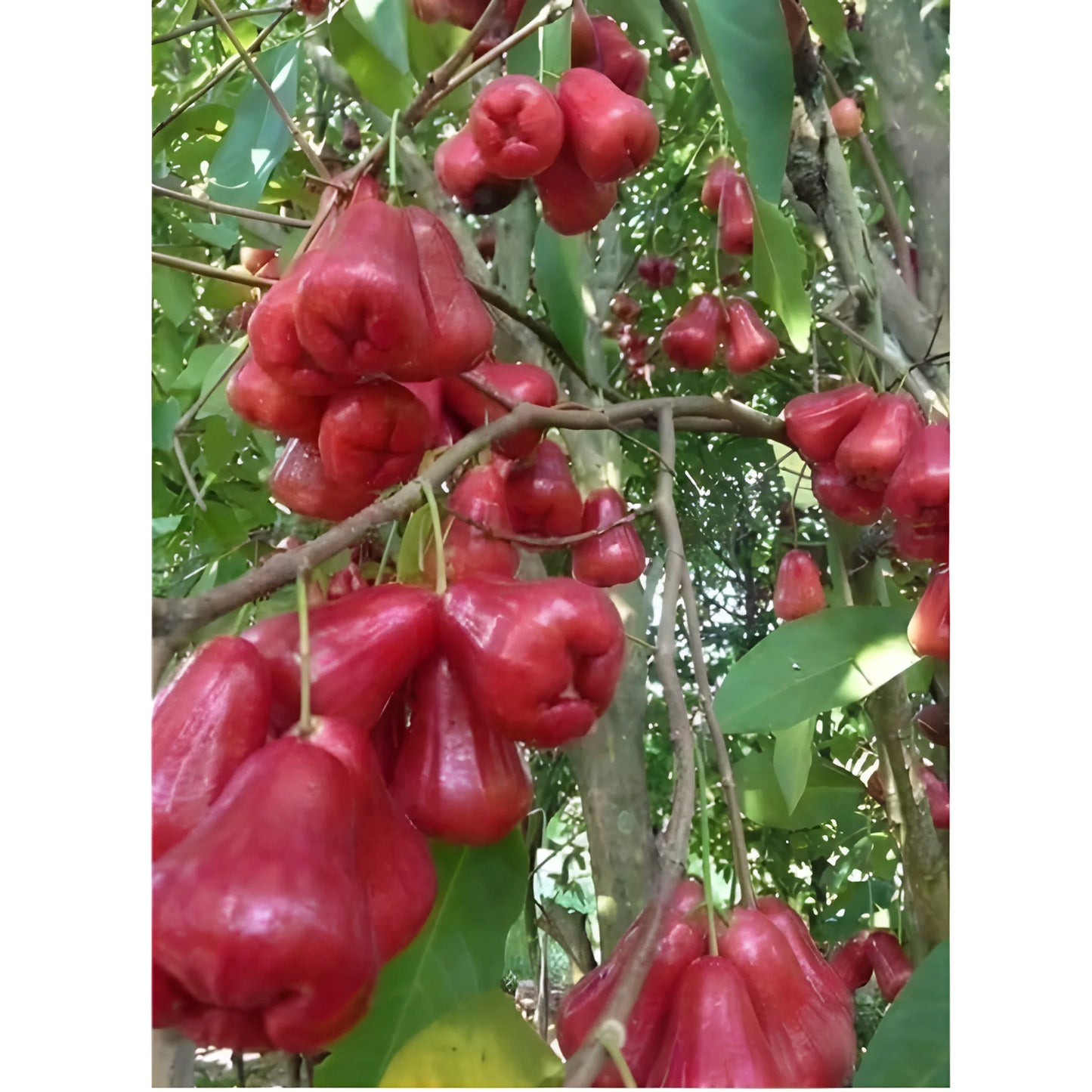 Thai Wax Apple Seeds