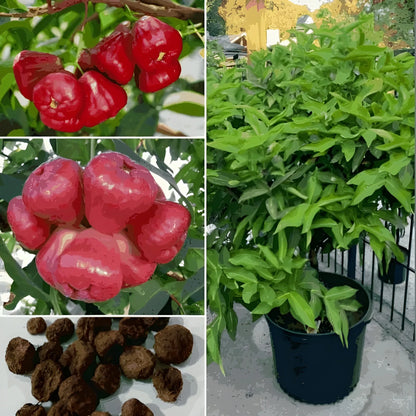 Thai Wax Apple Seeds