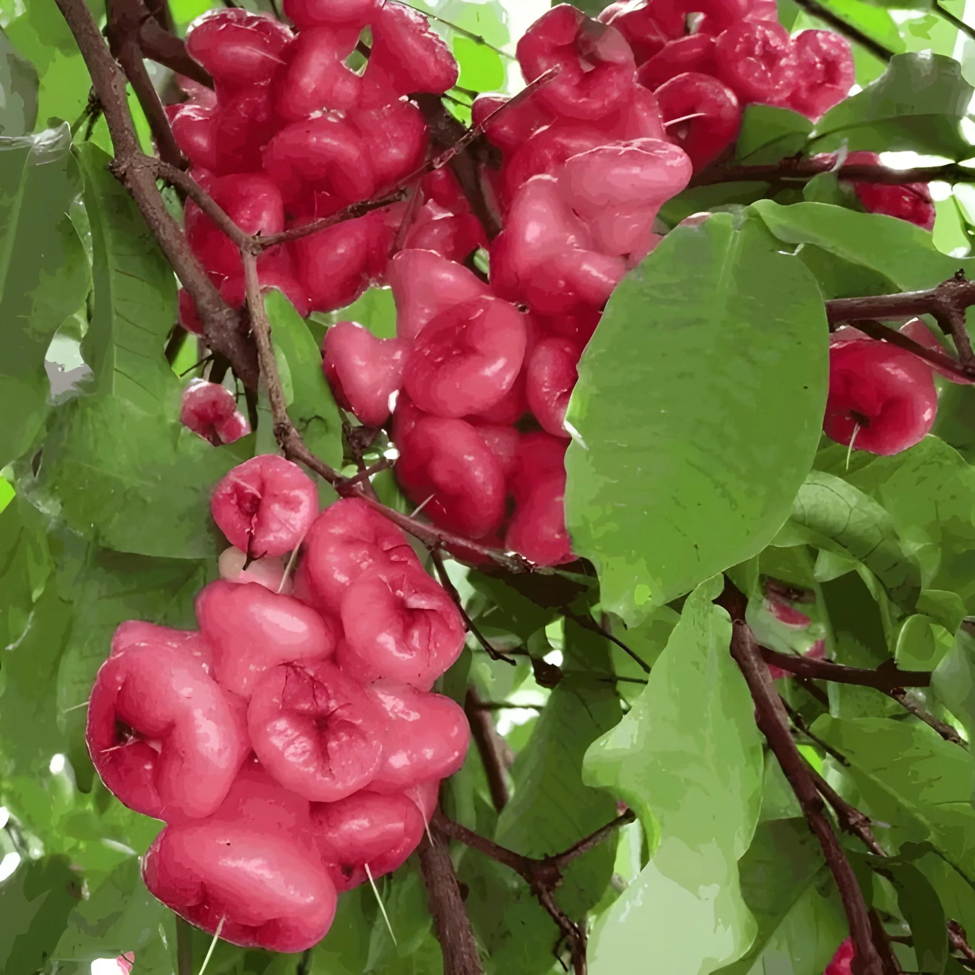 Thai Wax Apple Seeds