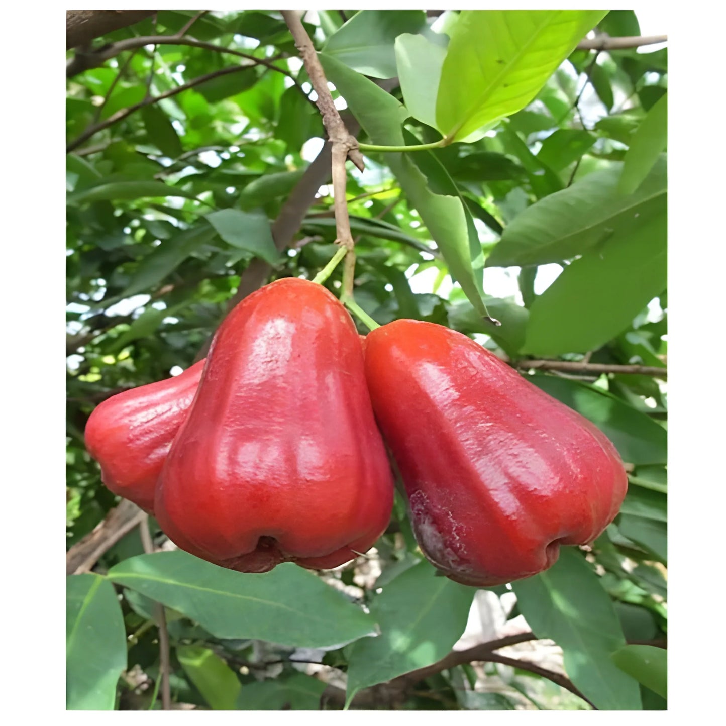 Thai Wax Apple Seeds