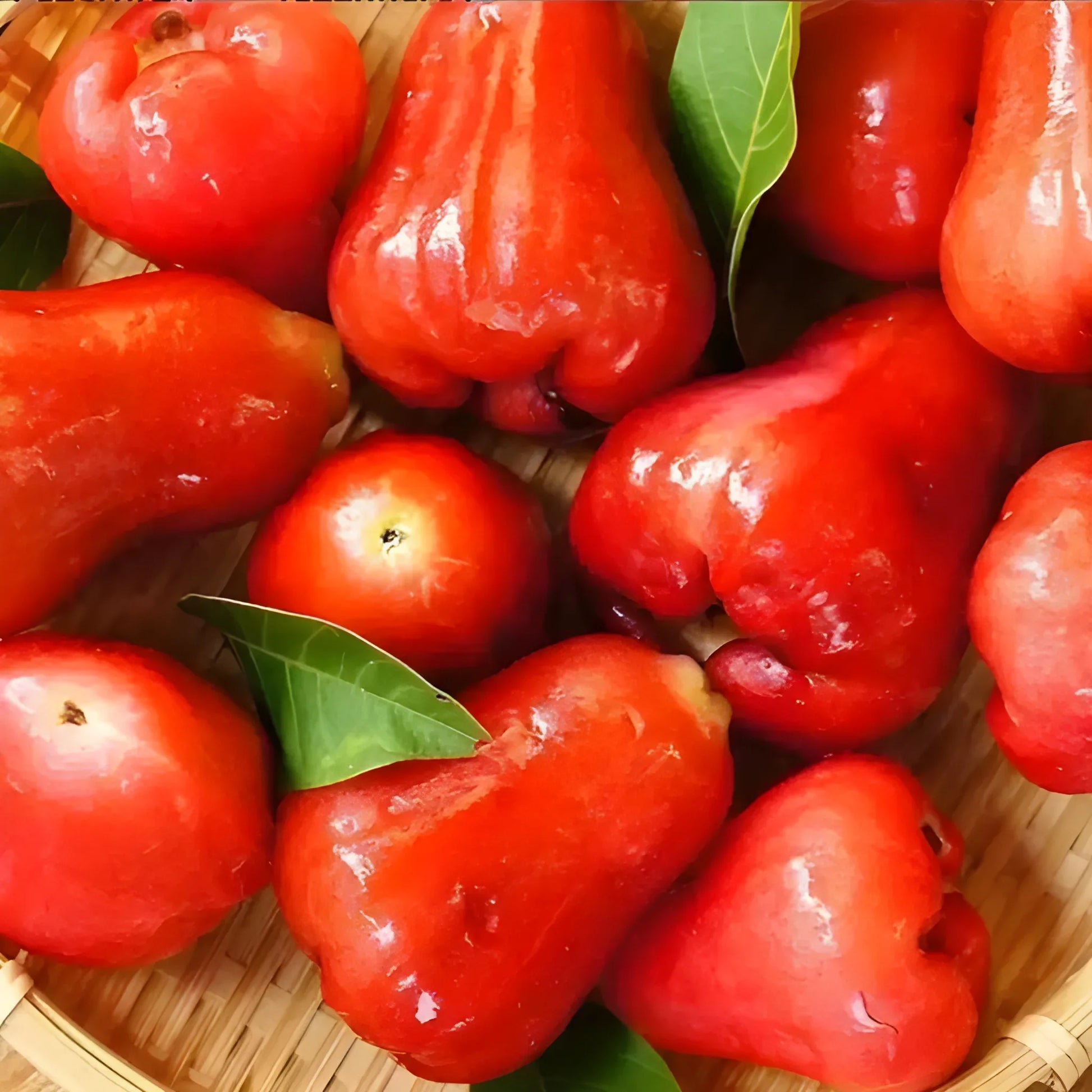 Thai Wax Apple Seeds