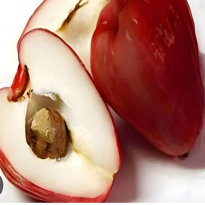 Thai Wax Apple Seeds