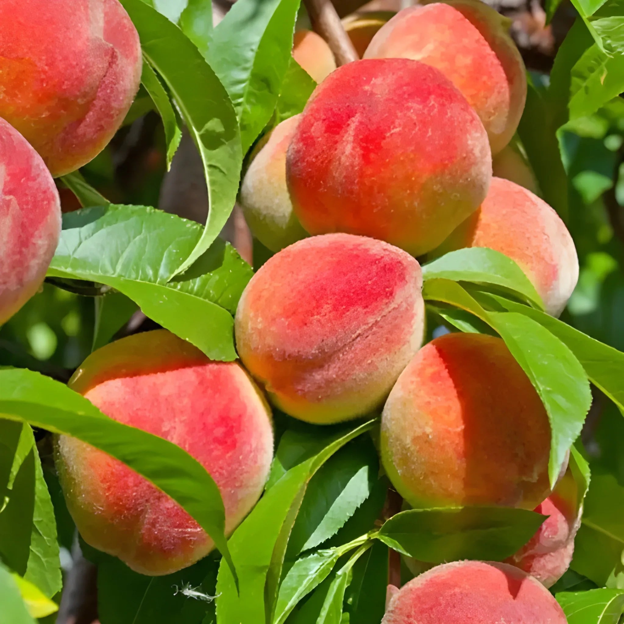 Juicy Peach Tree Seeds