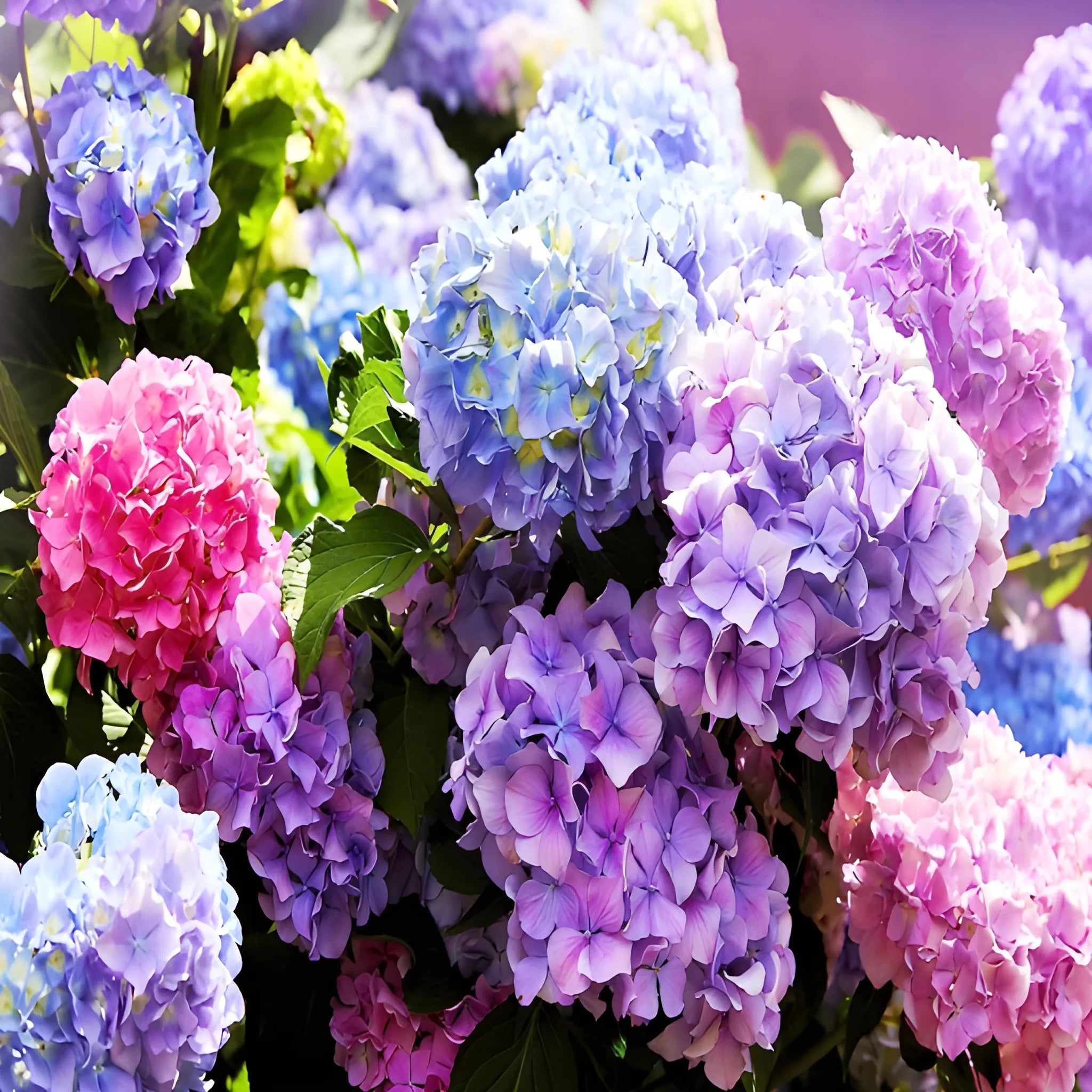Vibrant Hydrangea Flower Seeds