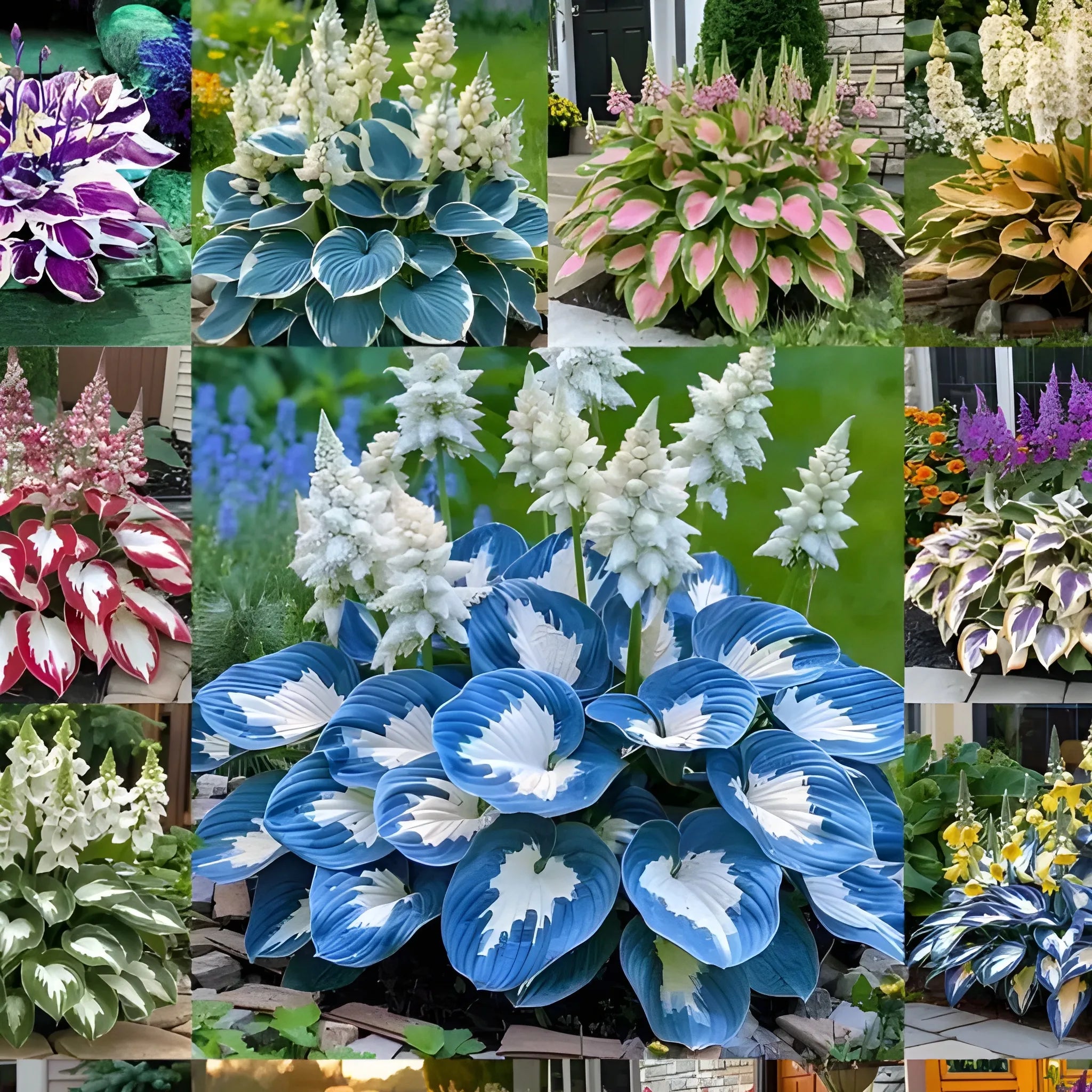 Cold Hardy Hosta Seeds