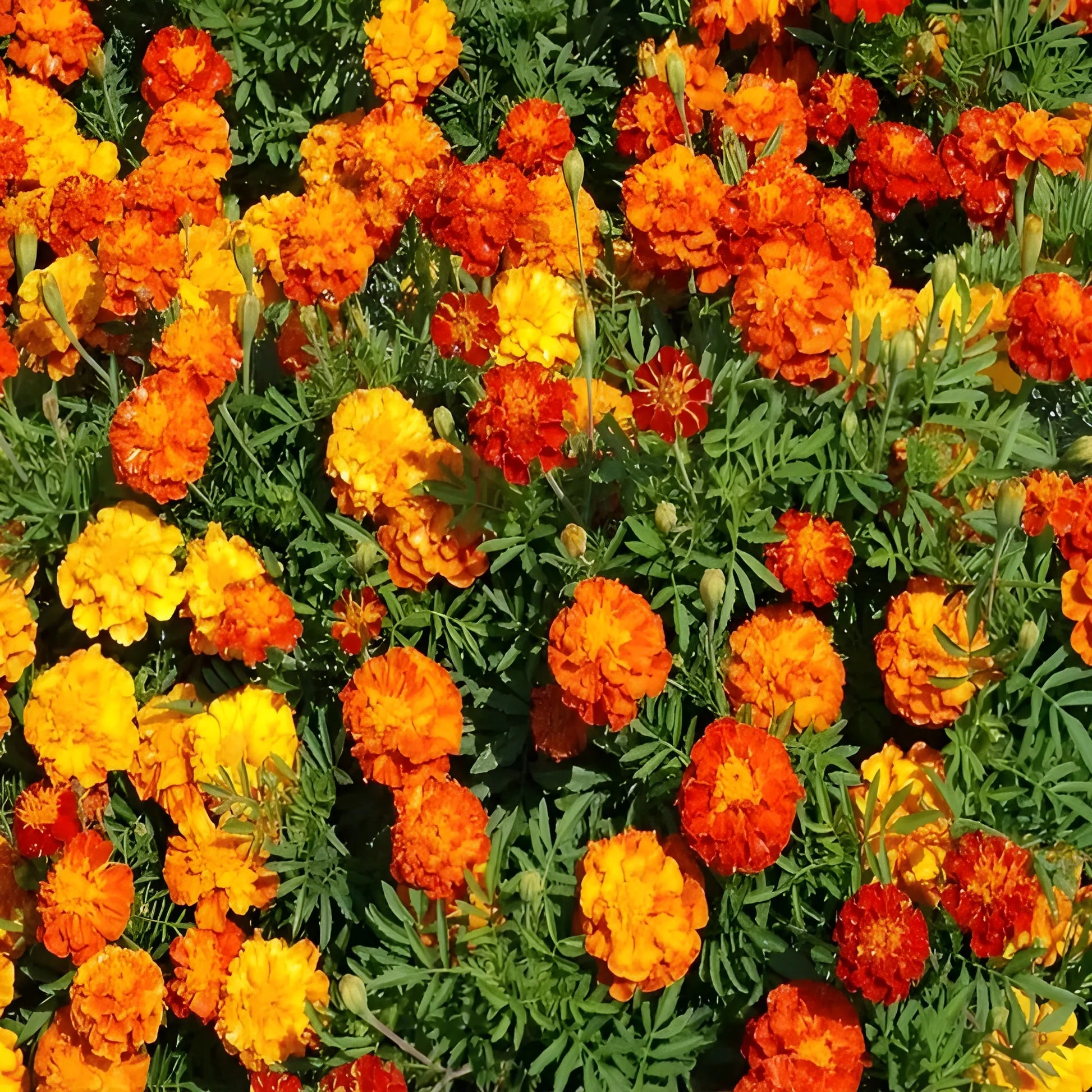 Vibrant French Marigold Seeds