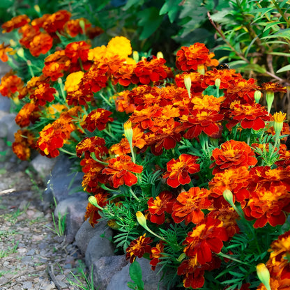 Vibrant French Marigold Seeds