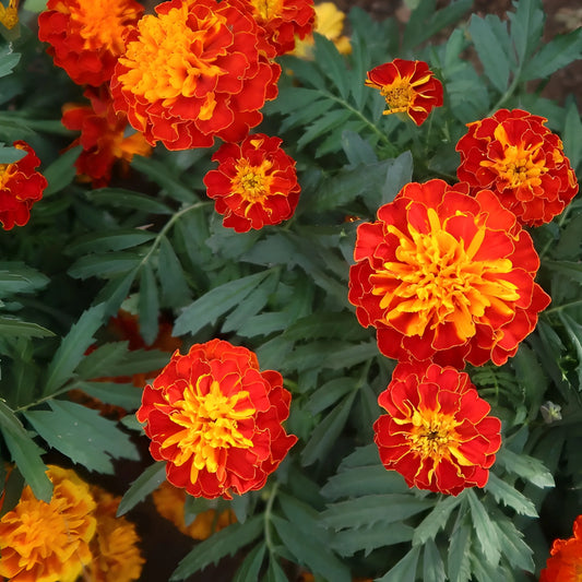 Vibrant French Marigold Seeds