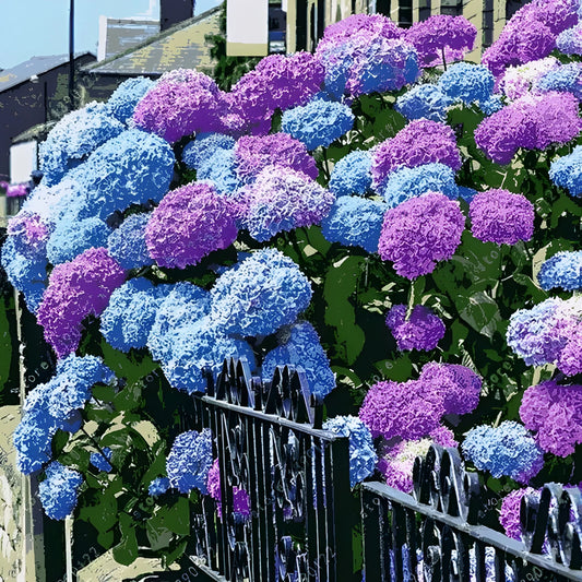 Vibrant Hydrangea Flower Seeds