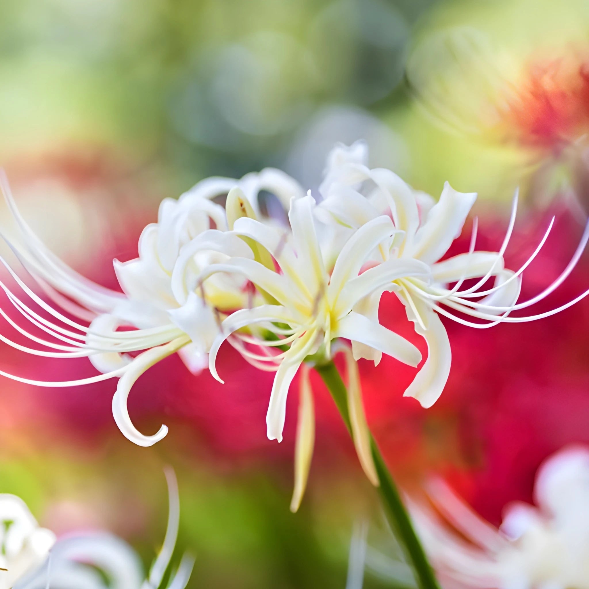 Exotic Lily Flower Bulbs