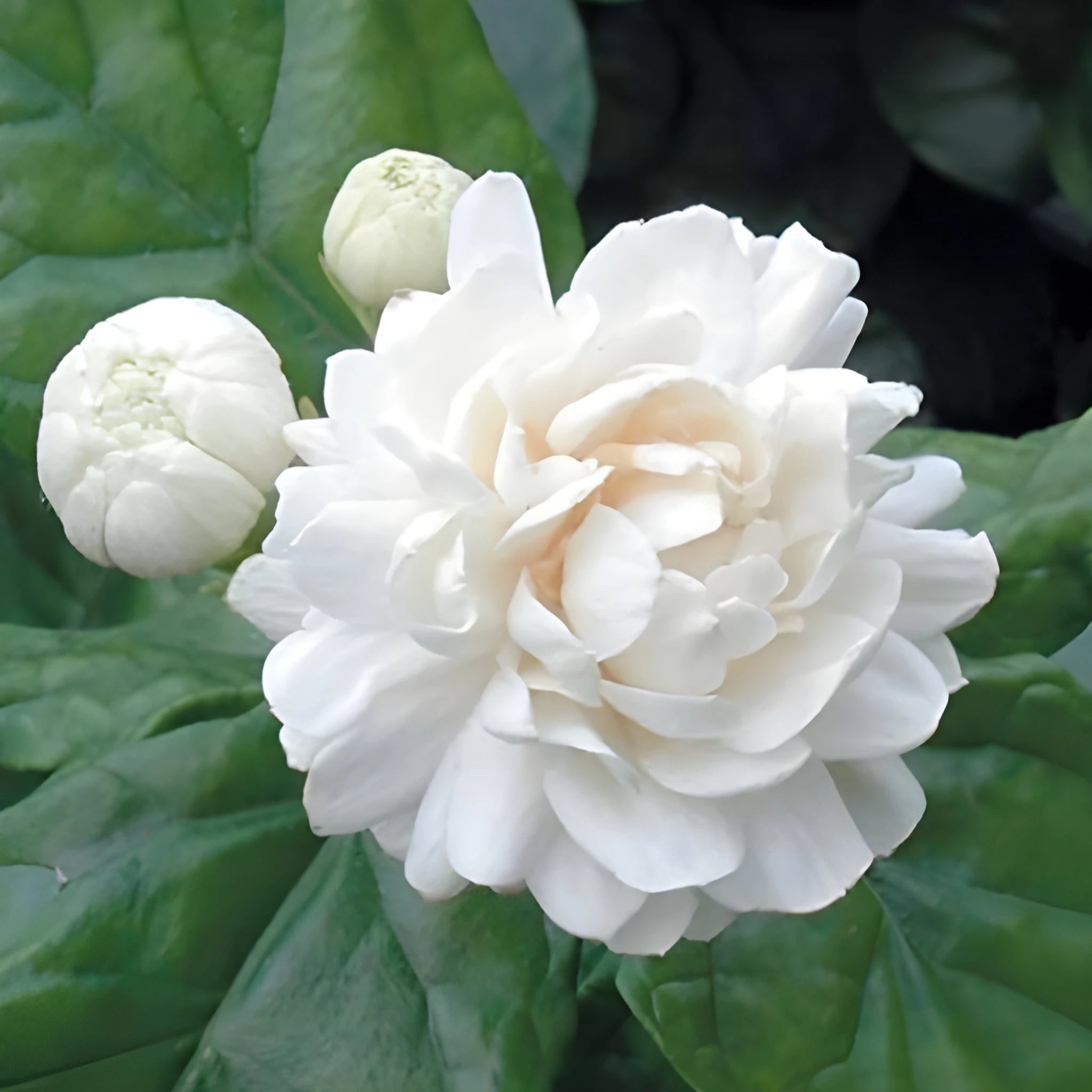 Double Jasmine Flower Seeds