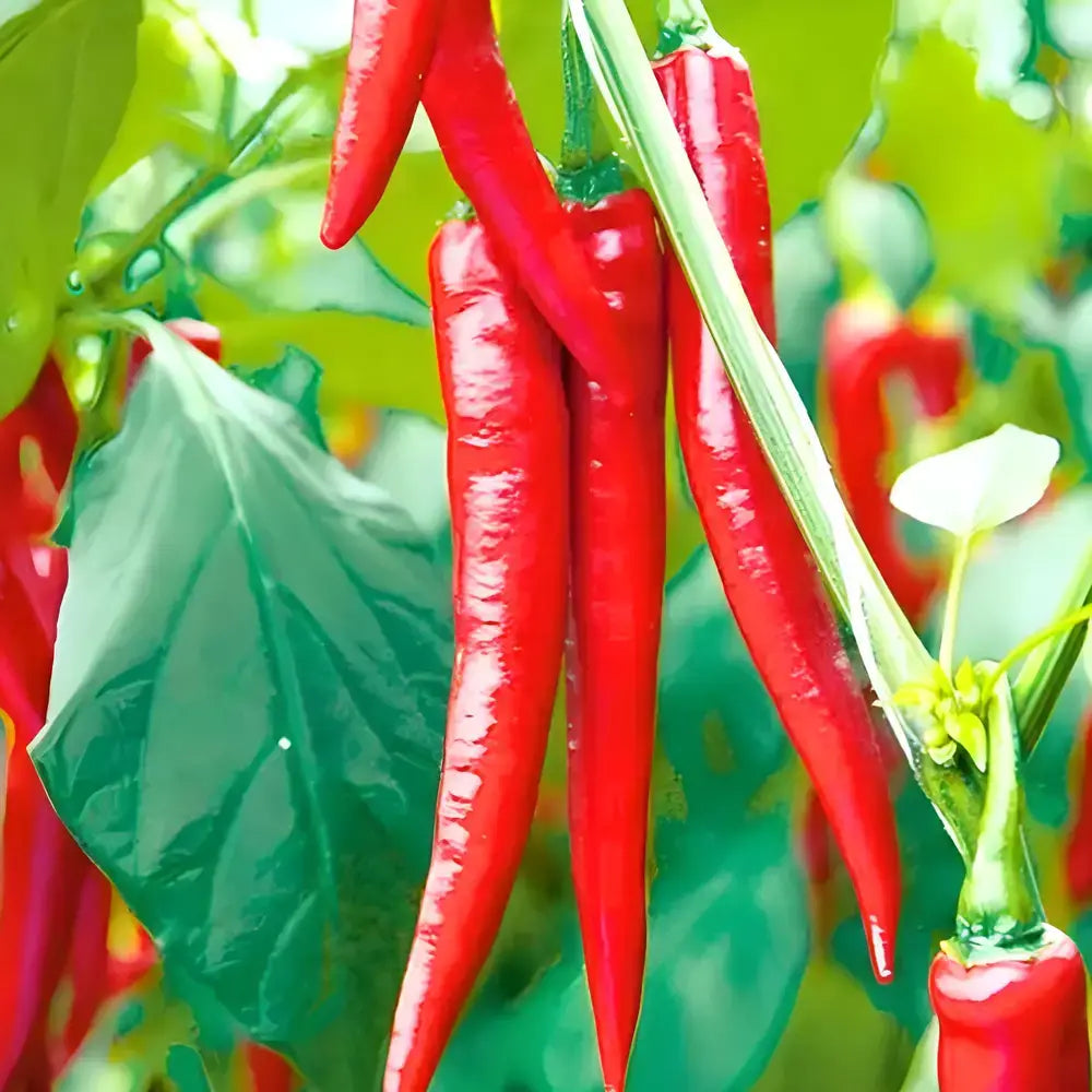 High Yield Hybrid Chilli